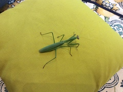 Tenodera sinensis