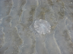 Desmonema gaudichaudi
