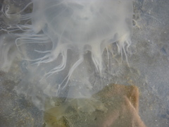 Desmonema gaudichaudi