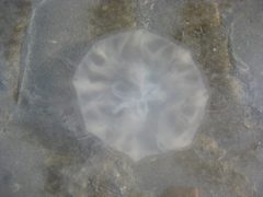 Desmonema gaudichaudi