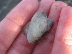 Hiatula siliquens
