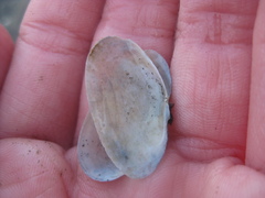 Hiatula siliquens