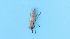 Stenotabanus psammophilus