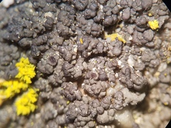 Pyrenodesmia albovariegata