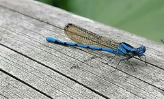 Argia anceps
