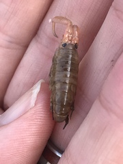 Megalorchestia corniculata