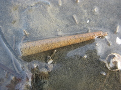 Lagis australis