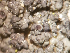 Pyrenodesmia albovariegata