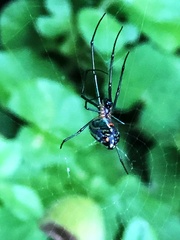 Leucauge argyrobapta