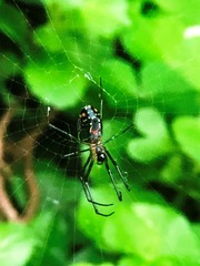 Leucauge argyrobapta