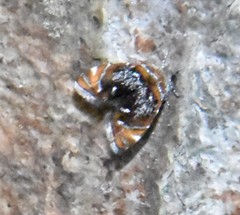 Prochoreutis inflatella