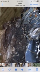 Thamnophis ordinoides