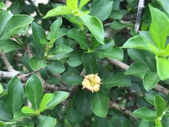 Himalrandia tetrasperma