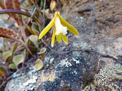 Dendrobium striolatum