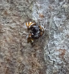 Prochoreutis inflatella