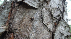 Prochoreutis inflatella