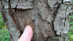 Prochoreutis inflatella