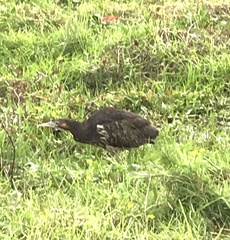 Botaurus poiciloptilus