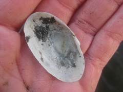 Hiatula siliquens