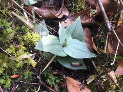 Goodyera viridiflora