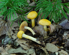 Cortinarius lewisii