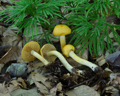 Cortinarius lewisii