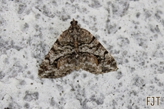 Macaria graphidaria