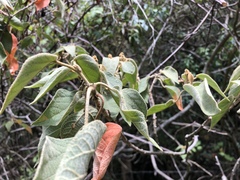 Croton coriaceus
