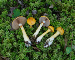 Cortinarius delibutus