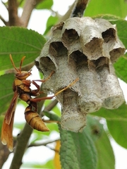 Polistes carnifex carnifex