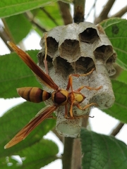 Polistes carnifex carnifex