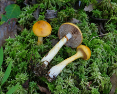 Cortinarius delibutus