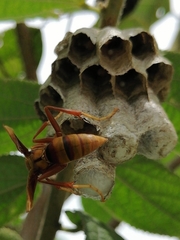 Polistes carnifex carnifex