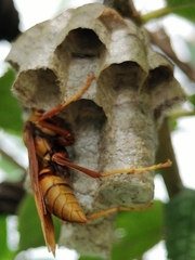 Polistes carnifex carnifex