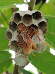 Polistes carnifex carnifex