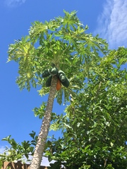 Carica papaya