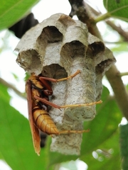 Polistes carnifex carnifex
