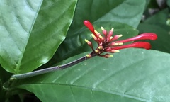 Odontonema cuspidatum