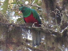 Pharomachrus antisianus