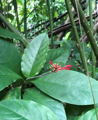 Odontonema cuspidatum