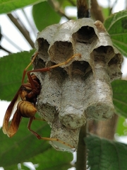Polistes carnifex carnifex