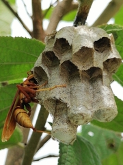 Polistes carnifex carnifex