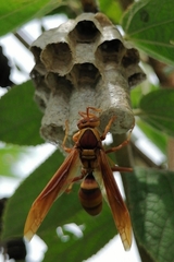 Polistes carnifex carnifex