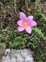 Zephyranthes rosea