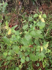 Hibiscus diversifolius diversifolius