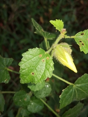 Hibiscus diversifolius diversifolius