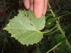 Hibiscus diversifolius diversifolius