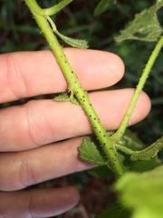 Hibiscus diversifolius diversifolius