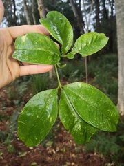 Melicope elleryana