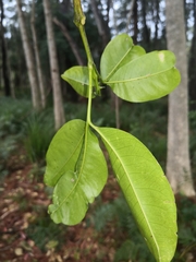 Melicope elleryana